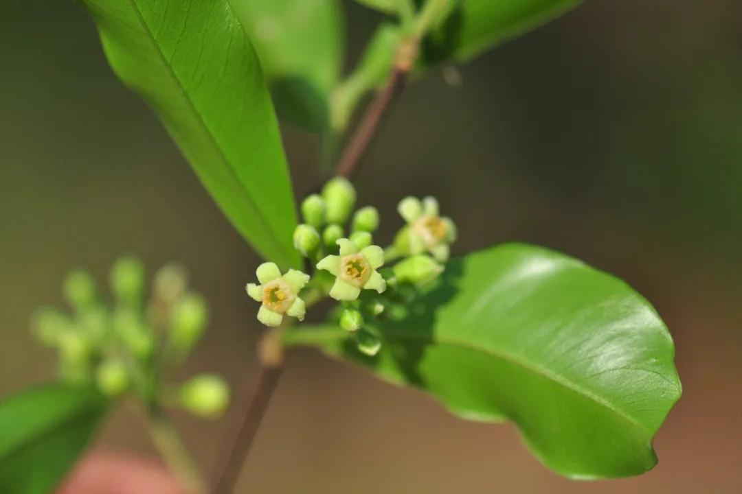 沉香成分